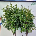 Vavrínovec lekársky (Prunus Laurocerasus) ´NOVITA´ - výška 190-220 cm, kont. C90L (-21°C) VIACKMENNÝ